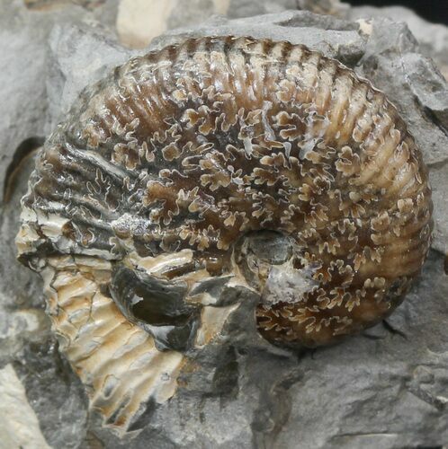 Hoploscaphites Brevis Ammonite - South Dakota #44024